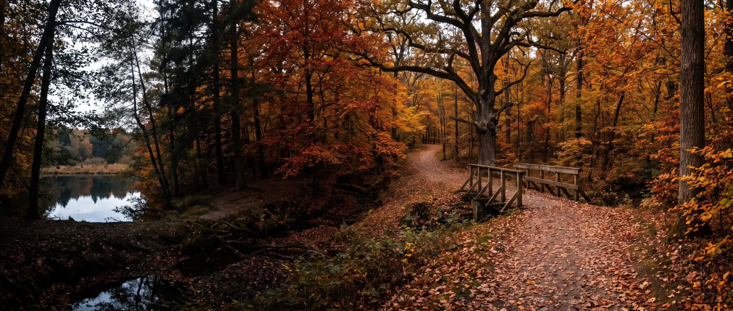 Christian-Owned Businesses in Aurora, ON: the forest trails of Sheppard's Bush in autumn